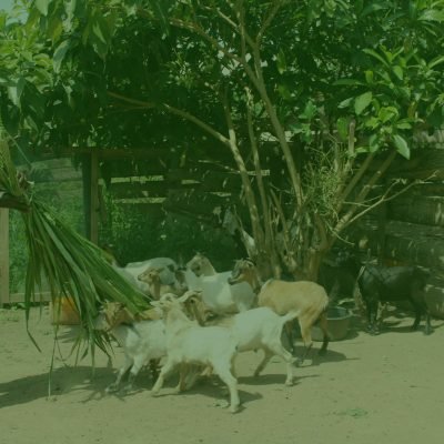 Livestock