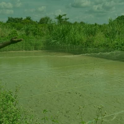 Aquaculture Production